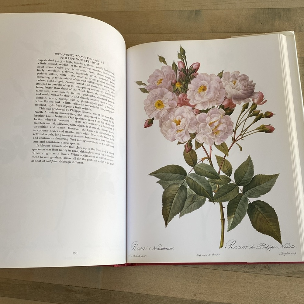 Redouté's Roses by P.J. Redouté - Picture 9 of 14